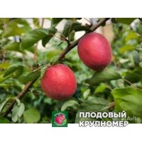 Абрикос "тотем+квінті" Абрикос "тотем+квінті"