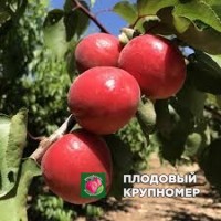 Абрикос "Тотем - Ред" Абрикос "Тотем - Ред"