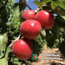 Абрикос "Тотем - Ред"