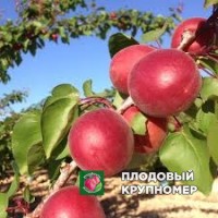 Абрикос "Тотем" Абрикос "Тотем"