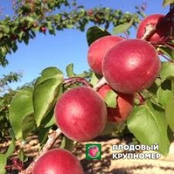 Абрикос "Тотем"