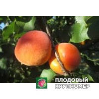 Абрикос "Валкот" Абрикос "Валкот"