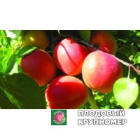 Абрикос "вінне-кот" Абрикос "вінне-кот"