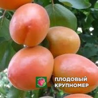 Абрикос "Вондер-кот" Абрикос "Вондер-кот"