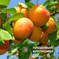Абрикос "Ананасовий"