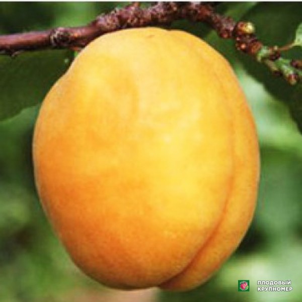 Саженцы Абрикос "Ананасовий Цюрупинський"