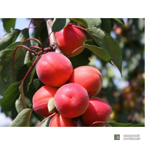 Саженцы Абрикос "Бетинка"