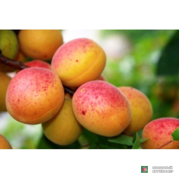 Саженцы Абрикос "Денисюка"