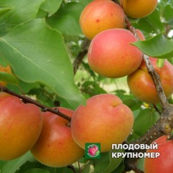 Абрикос "Харкот"