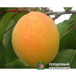 Абрикос "Лісостеповий"