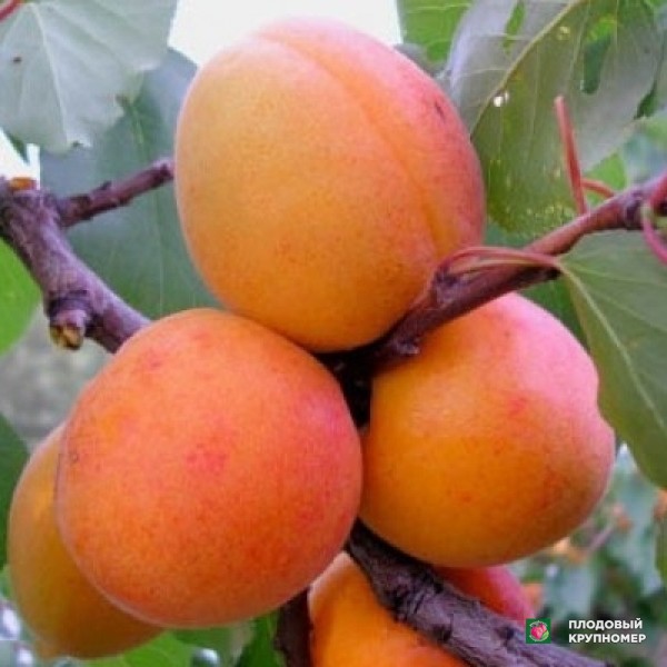 Саженцы Абрикос " Мелітопольський пізній"