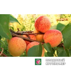 Абрикос "Монастирський"