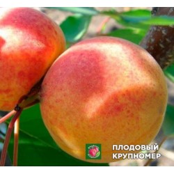 Абрикос "Оболонський"
