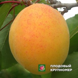 Абрикос "Петропавлівський"
