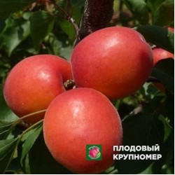 Абрикос "Пинкот"
