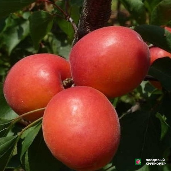 Саженцы Абрикос "Пинкот"