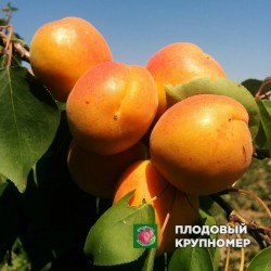 Абрикос "Поліський"
