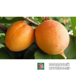 Абрикос "Поліський Великоплідний"