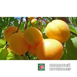 Абрикос "Північний"