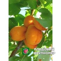 Абрикос "голдраш" Абрикос "голдраш"
