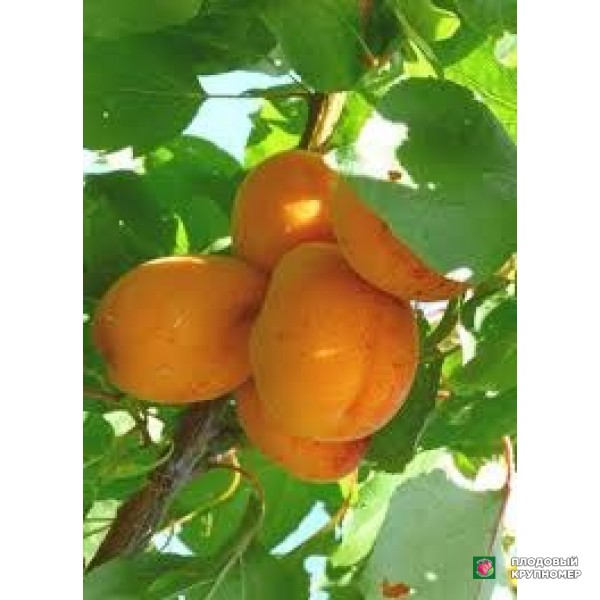 Саженцы Абрикос "голдраш"
