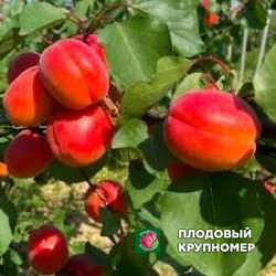 Абрикос "портікі-6"