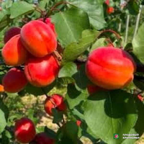 Саженцы Абрикос "портікі-6"