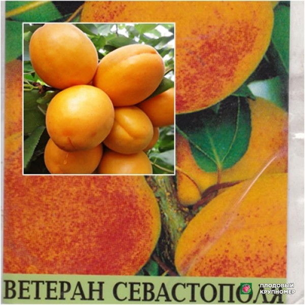 Саженцы Річ Голд-Ветеран Севастополя