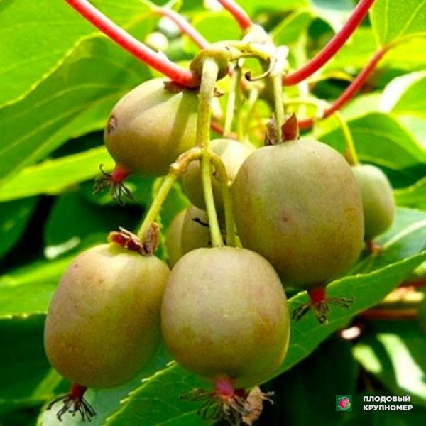 Саженцы Актинідія "Аргута"