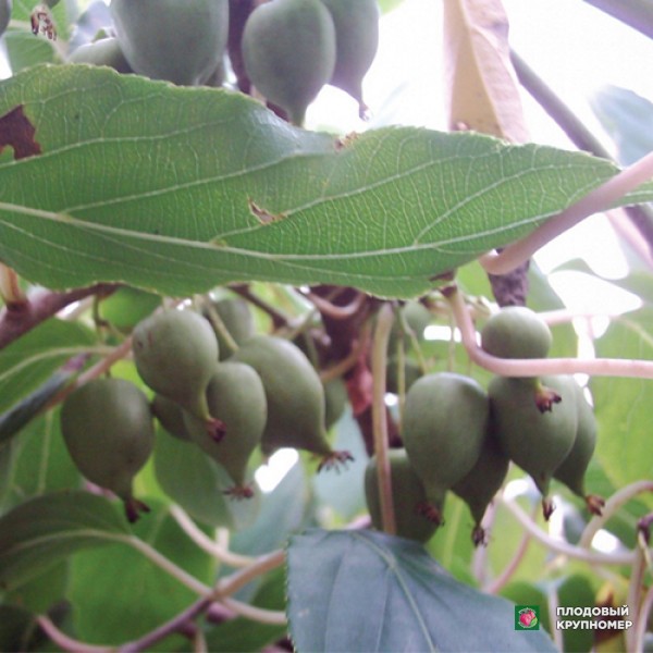 Саженцы Актинідія "Фігурна"