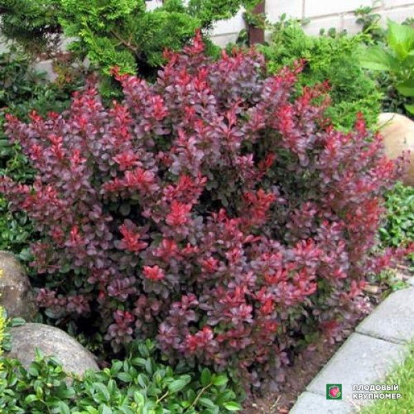 Саженцы Барбарис "Atropurpurea"