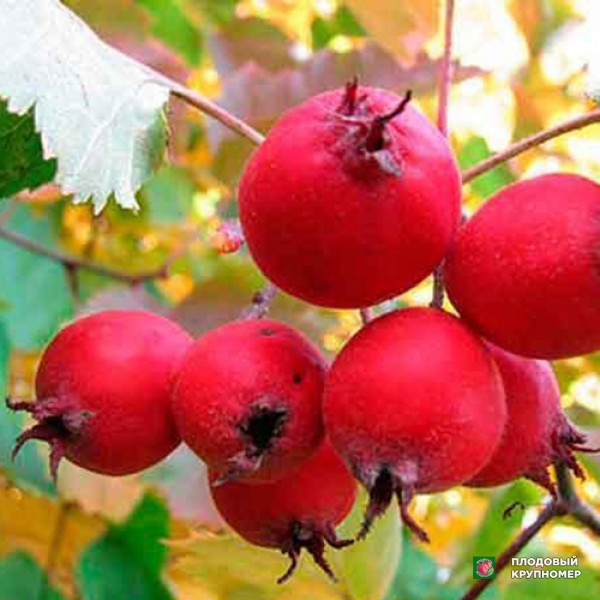 Саженцы Глід "Бояр"