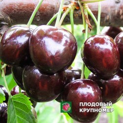 Черешня "Черевишня"