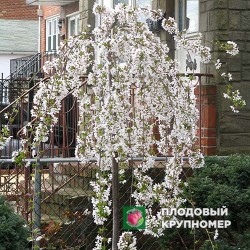 Черешня Плакуча