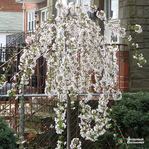 Саженцы Черешня Плакуча