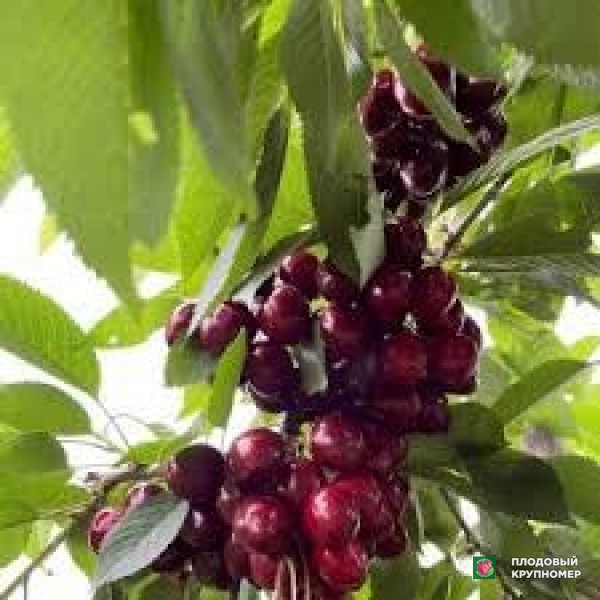 Саженцы Черешня "Альма"