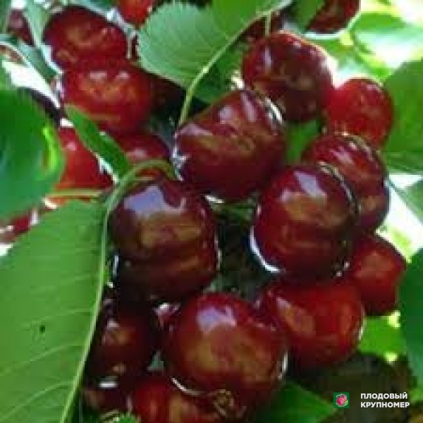 Саженцы Черешня "бурлат"