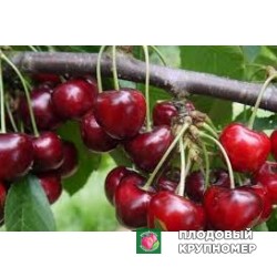 Черешня "карменс"
