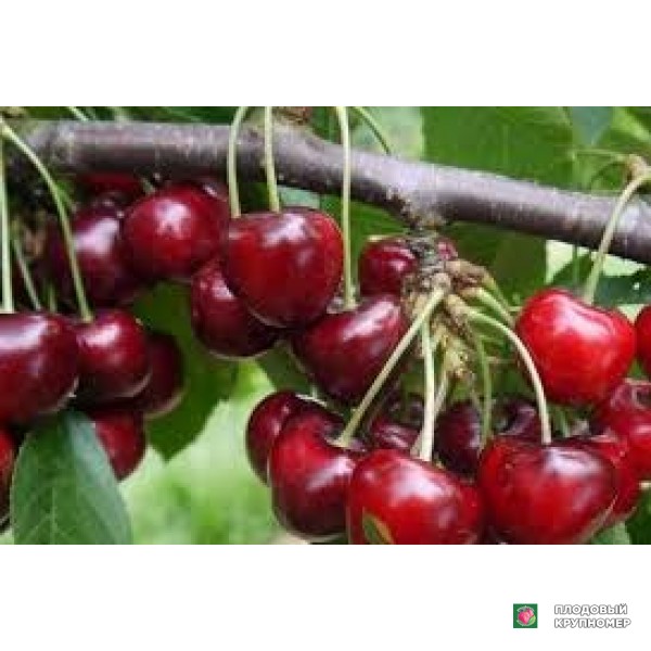 Саженцы Черешня "карменс"