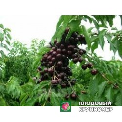 Черешня "карменвіва"