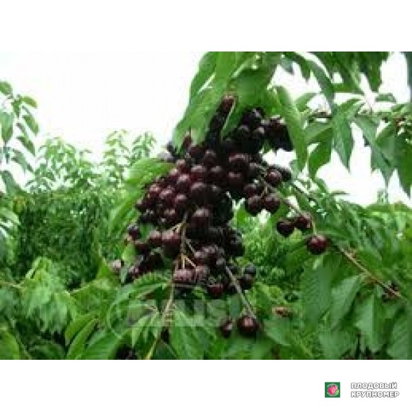 Саженцы Черешня "карменвіва"