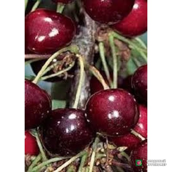 Саженцы Черешня "кармен"
