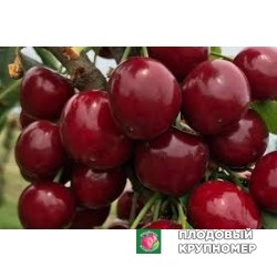 Черешня "касандра"