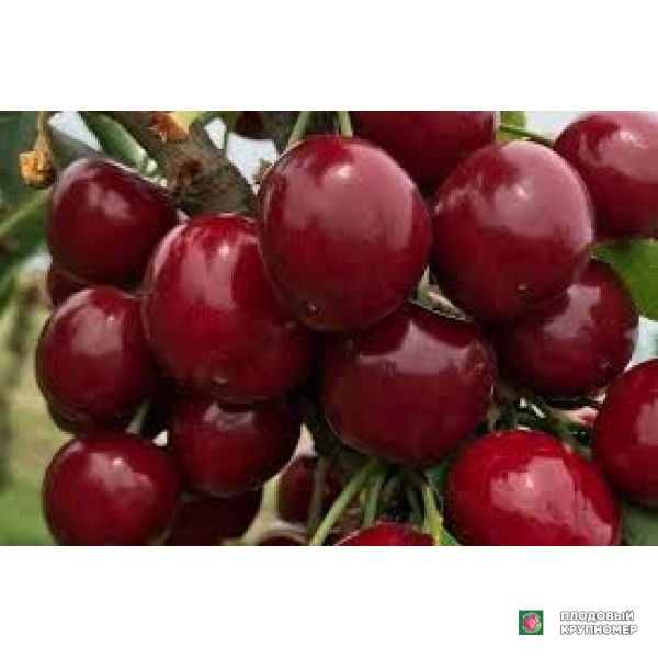 Саженцы Черешня "касандра"