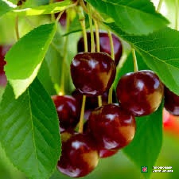 Саженцы Черешня "ерлінаіт"