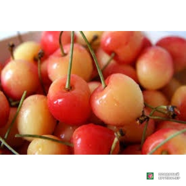 Саженцы Черешня "ерларобін"