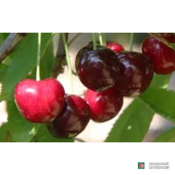 Саженцы Черешня "ерліблак"