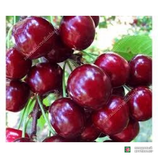 Саженцы Черешня "ерлілорі"
