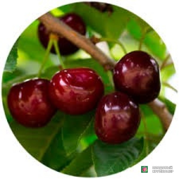 Саженцы Черешня "ерлісвіт"