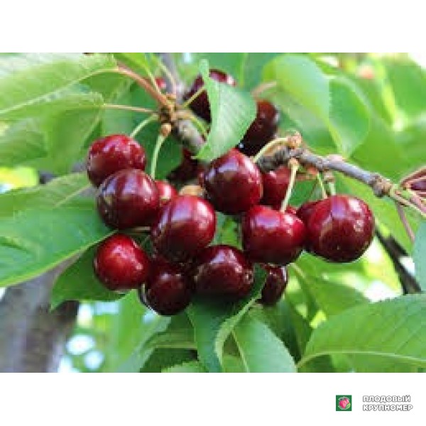 Саженцы Черешня "ерлі"